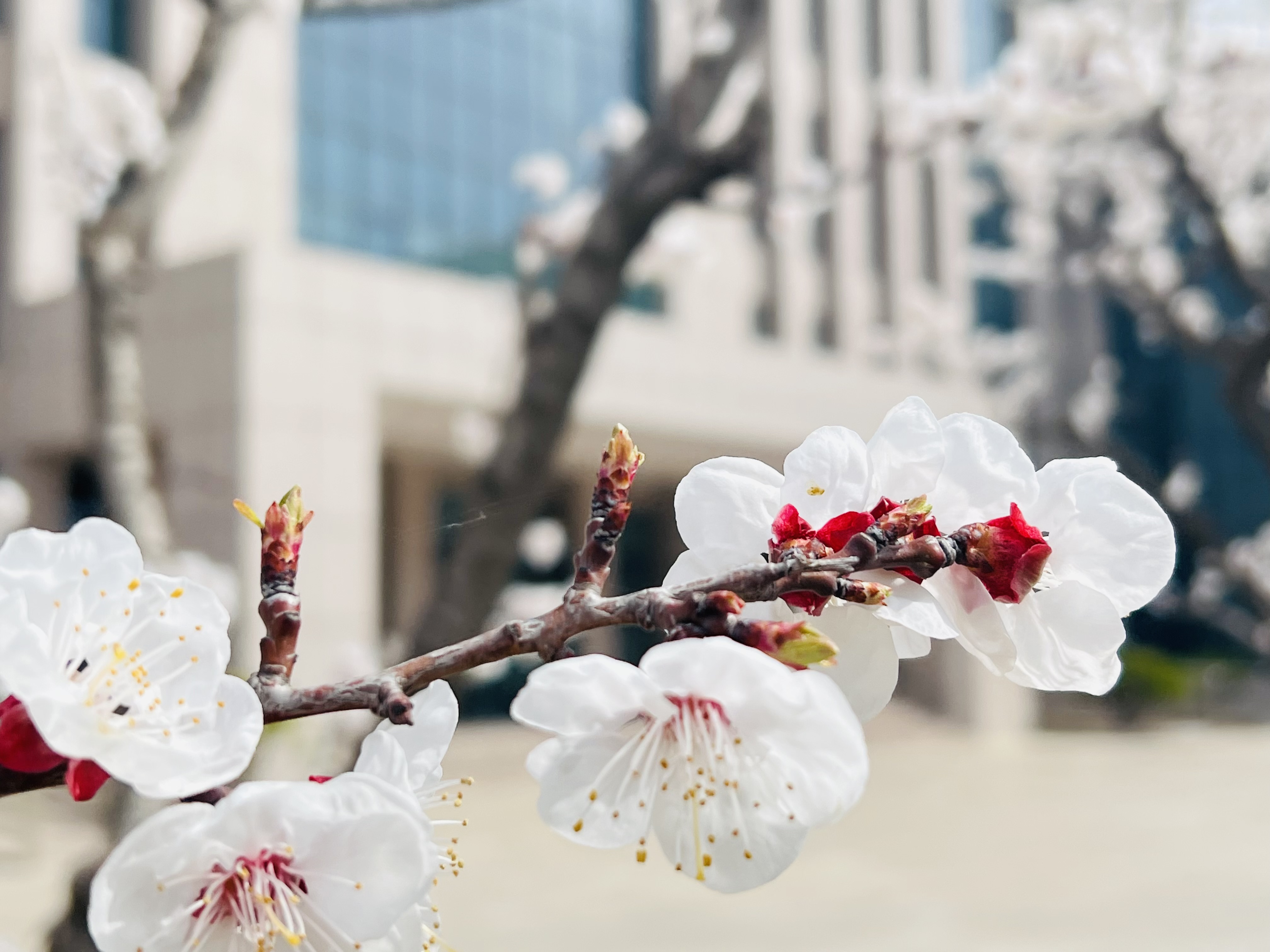 lADPJxf-wacWBdbNC9DND8A_4032_3024.jpg lADPJxf-wacWBdbNC9DND8A_4032_3024.jpg